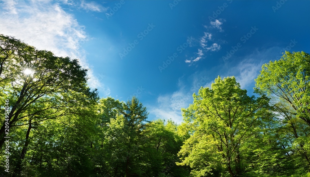 Fototapeta premium Green Foliage Of Trees Against Blue Sky Forest In Sunny Day