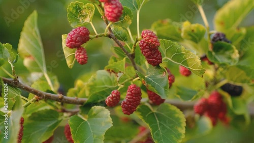 Ripe and unripe black mulberries hanging on branch with green leaves in summer garden