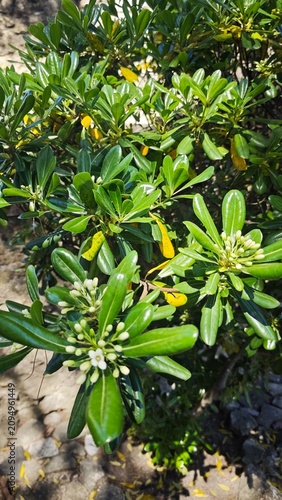 Green shrub with glossy leaves and small white flowers, yellow petals scattered on the ground, sunlight illuminating the vibrant foliage in a natural outdoor setting