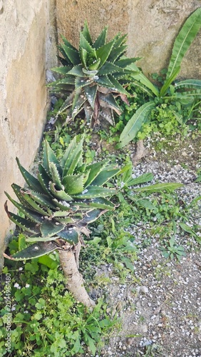 Green succulent plants with spiky leaves growing near a stone wall, surrounded by gravel and small green weeds in a natural outdoor setting