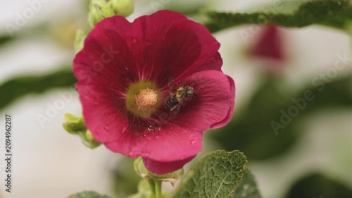 Honey bee collecting pollen on dark red hollyhock flower close up