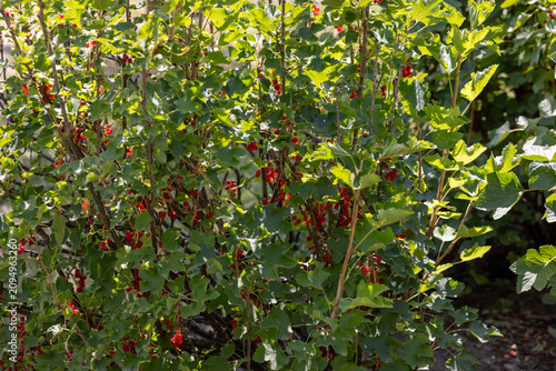 фотографія Ripe red currants growing on bush in garden