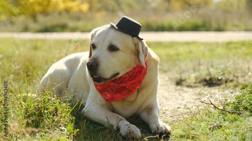 Labrador in top hat and red bandana Halloween costume in nature