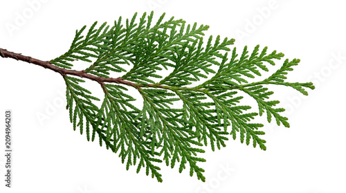Konstfotografi Natural green thuja branch for garden landscaping design isolated on transparent background png element