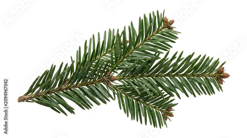 Quadro su tela Evergreen fir tree branch with small pine cones isolated on transparent background png high resolution