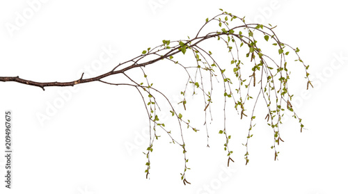 Canvastavla Weeping birch tree branch with small green spring leaves isolated on transparent background png cutout
