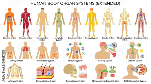 Принти на полотні Human Body Organ Systems Illustration Detailed Anatomical Chart