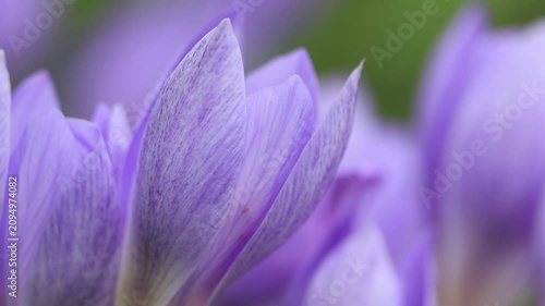 Close-up of an autumn crocus, purple flowers in autumn, poisonous flowers, purple-pink flowers blowing in the wind in the meadow, autumn crocus