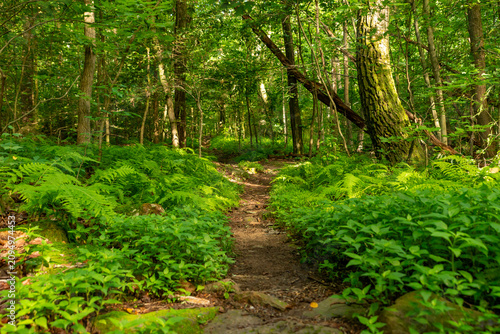 Wooded hiking trail along the Boone Trail in French Creek State Park, Pennsylvania, surrounded by mature forest and lush greenery.