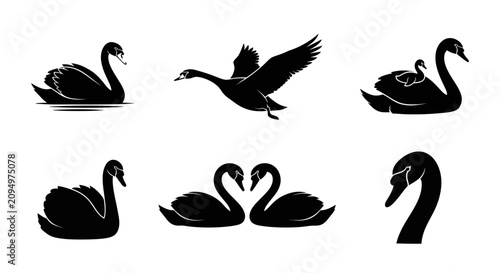 Photos A group of swans are swimming and flying in a serene lake environment