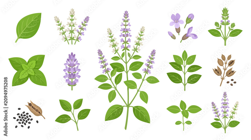 Fototapeta premium Forest Basil Flower Vector Illustration | Medicinal Botanical Herb Artwork | Wildflower Nature Vector Design