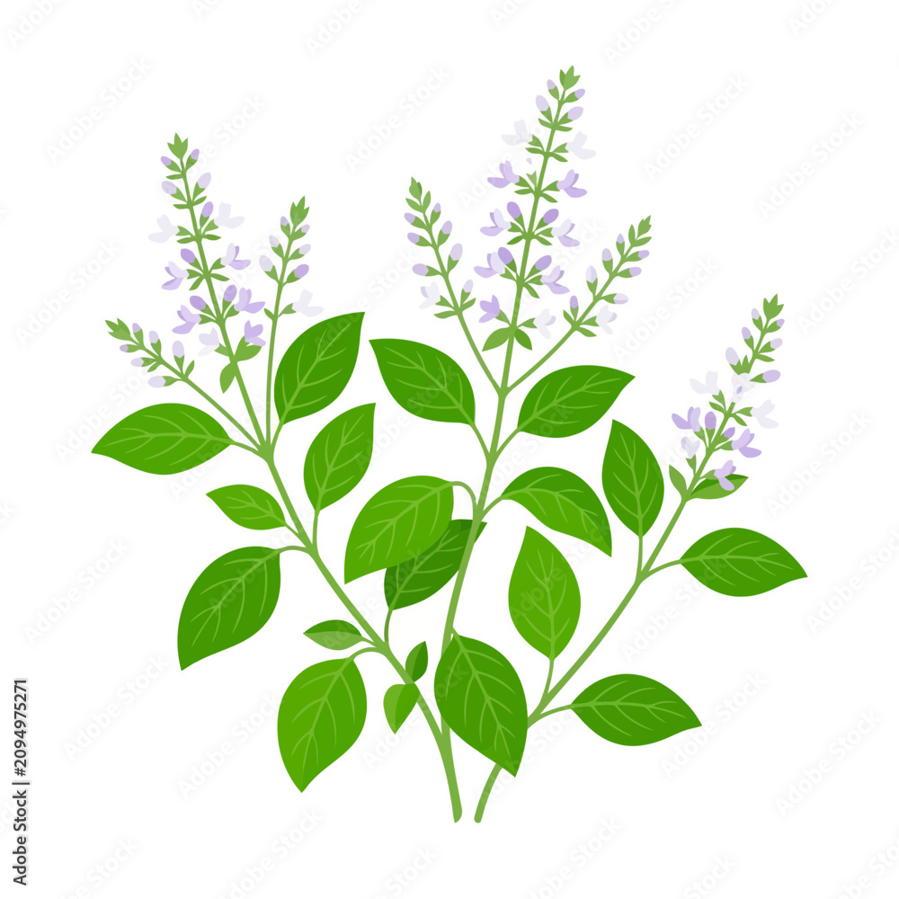Fototapeta premium Forest Basil Flower Vector Illustration | Medicinal Botanical Herb Artwork | Wildflower Nature Vector Design