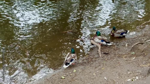 Mallard ducks are seen resting along the water's edge, with their colorful heads and reflections visible in the calm water nearby