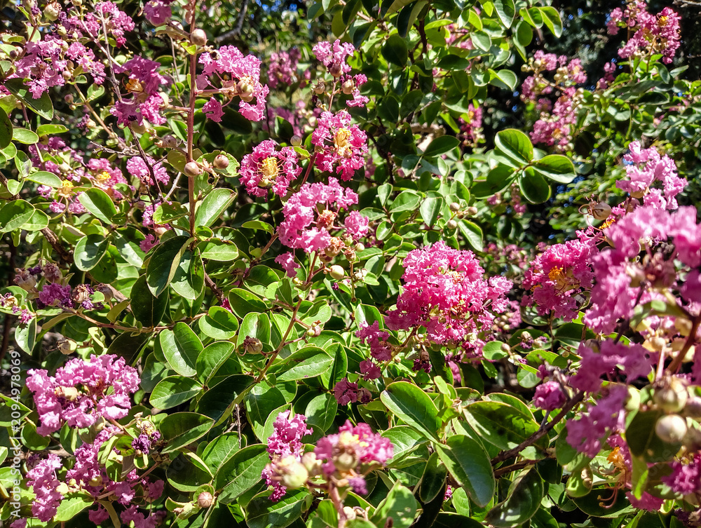 Fototapeta premium Pink Indian lilac in bright bloom. A color photograph of a pink Indian lilac tree in full bloom.