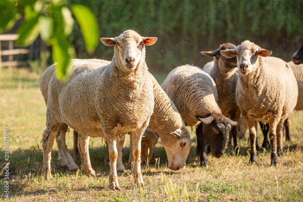 Obraz premium Sheep gather in the field under the sun in Bekes, Hungary during a warm afternoon