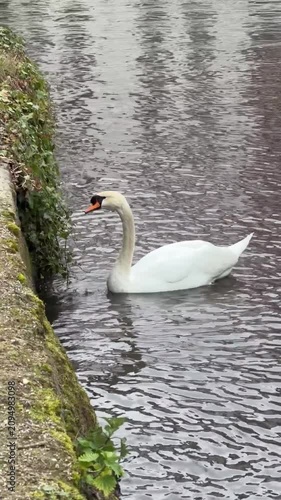 White swan feeds along mossy canal wall while gliding through calm freshwater creating gentle ripples. Wildlife, nature, birdwatching, freshwater ecosystem, mindfulness, conservation, tranquility