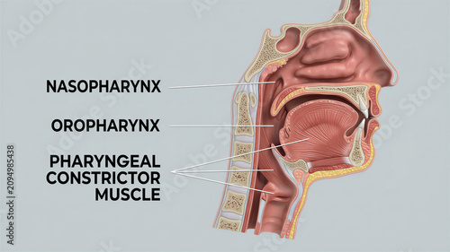 Intricate view of the human throat detailing the nasopharynx, oropharynx, and crucial pharyngeal constrictor muscle