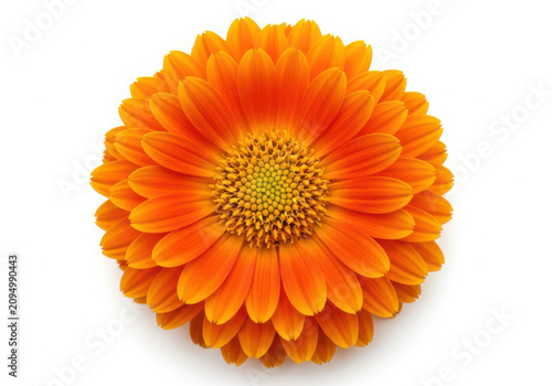 Close-up of bright orange gerbera daisy flower with yellow center