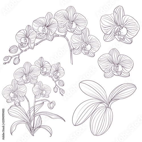 Hand drawn vector orchid flowers isolated on white