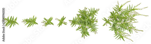 Collection of Lysimachia plants on transparent background from the top view