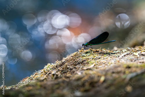 Cuadro en lienzo Prachtlibelle vor fließendem Wasser