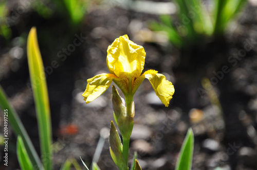 Beautiful Yellow Lily Flower (Iris pseudacorus)