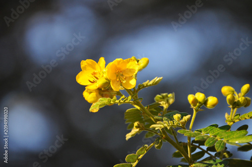 Quebracho or Chilean Senna (Senna Multiglandulosa), native shrub