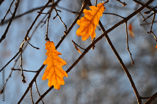 Last leaves on the branches of a tree