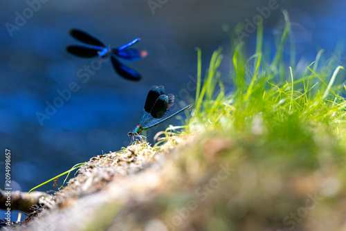Bild auf Leinwand Zwei Prachtlibellen vor blauem Wasser
