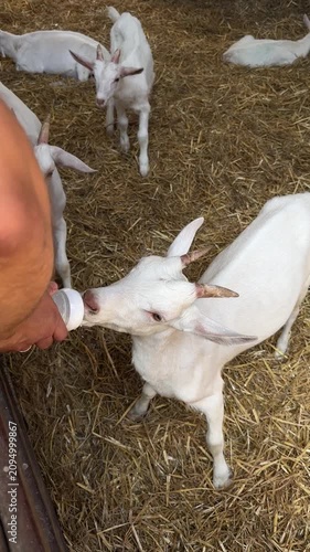 Hand feeding bottle of milk to young white goat kid