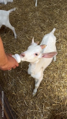 Young white goat drinking milk from bottle in barn