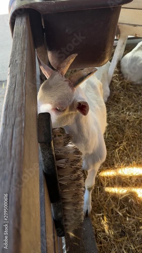 White goat rubbing face on grooming brush in barn