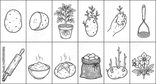 A comprehensive infographic showing the life cycle stages of a potato plant from cultivation to culinary preparation