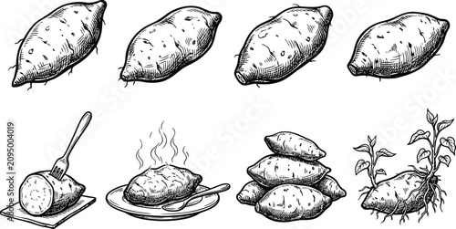 A collection of hand drawn illustrations depicting various states of sweet potatoes from raw to cooked dishes