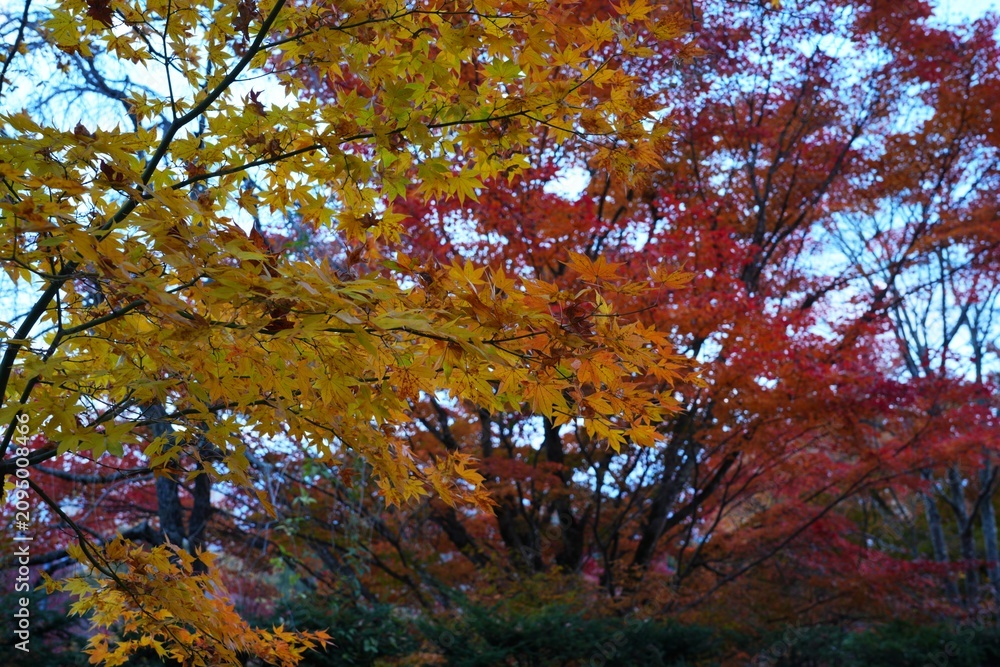 Fototapeta premium Colorful red Japanese maple foliage in the fall