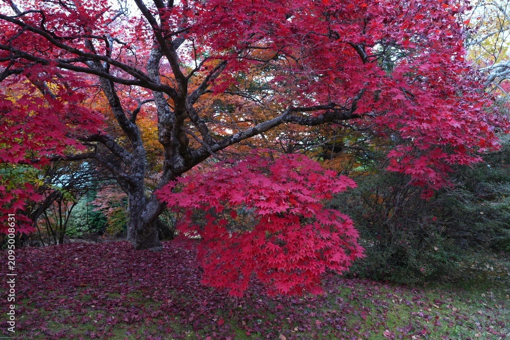 Fototapeta premium Colorful red Japanese maple foliage in the fall