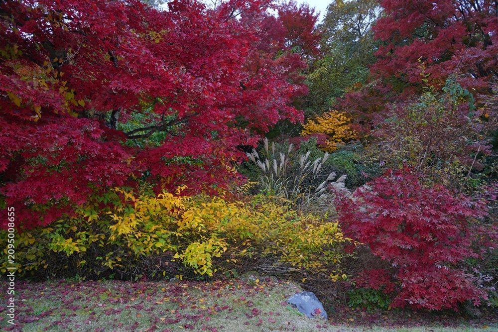Obraz premium Colorful red Japanese maple foliage in the fall