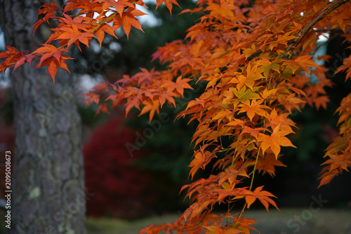 Photography Colorful red Japanese maple foliage in the fall