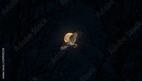 Bird Flying Against a Full Moon in a Dark Night Sky With Trees in the Foreground