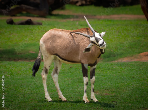 Foto Scimitar oryx scratching its back with horn on green grass