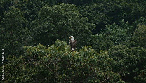 Eagle Perched on Tree Branch Amid Green Forest During Daytime