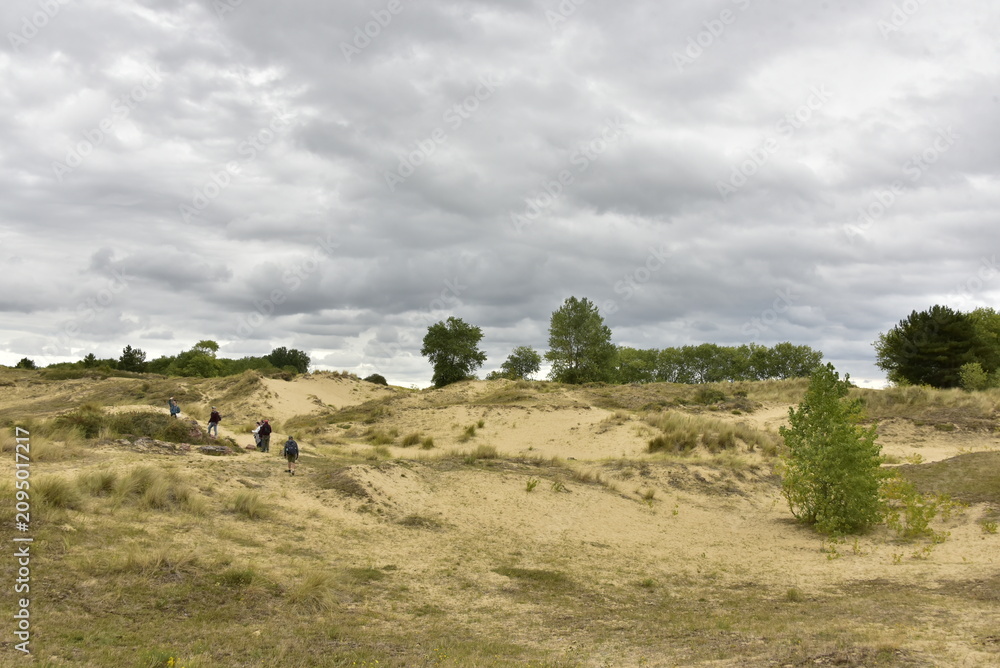 Fototapeta premium Vaste zone de sable maintenue par la végétation dans les dunes de l'arrière pays à Oostduinkerke (Flandre Occidentale)