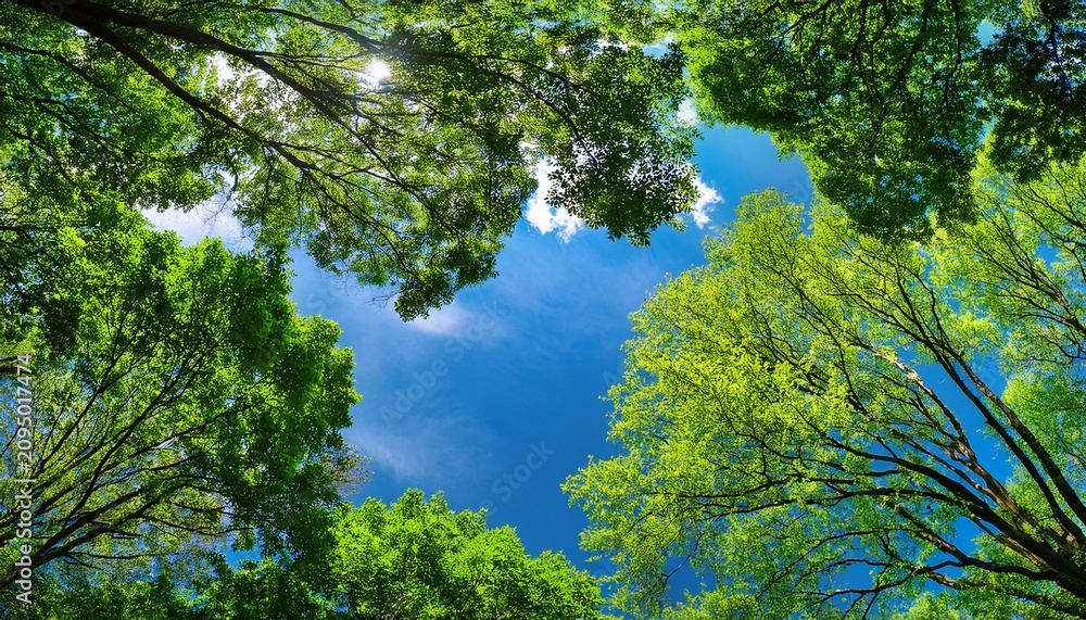 Fototapeta premium Looking Up At Green Tree Canopies Against A Blue Sky