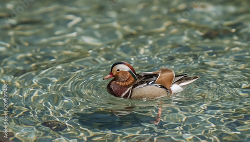 Duck Swims in Clear Water, Creating Ripples on the Surface at a Pond in a Sun...