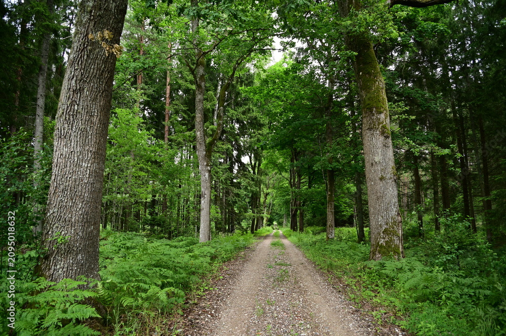 Fototapeta premium path in the forest