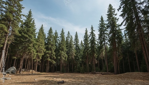 Forest Landscape With Tall Trees and Blue Sky During Daytime