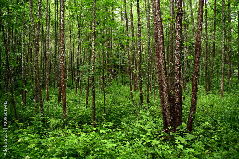 Obraz premium Deciduous forest