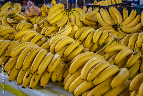 Obraz na płótnie Fresh Ripe Bananas Display at Market Stall with Vibrant Yellow Bunches