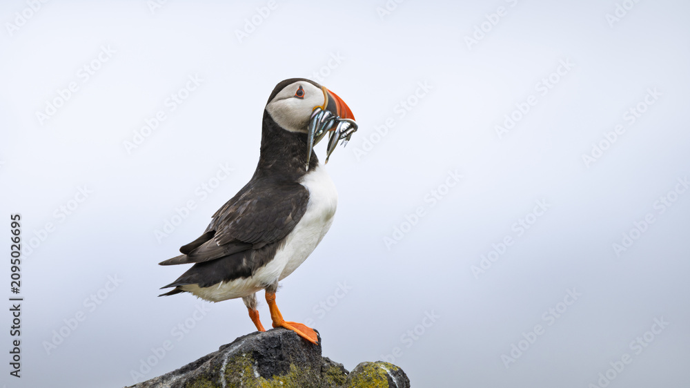 Obraz premium Puffin perches atop mossy rock, clutching fish in beak
