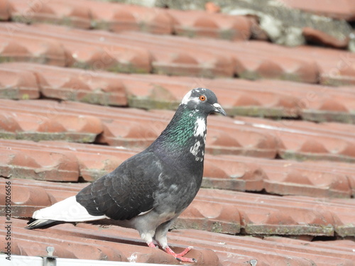 Natural beautiful wild pigeon photo	